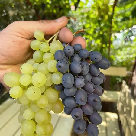 Lägenhet Tamas Sziveben- Egesz Evben Nyitva! Balatonföldvár
