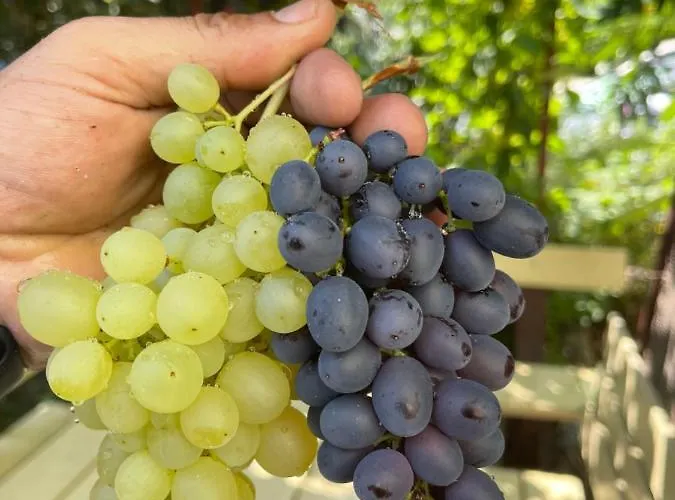 Апартаменты Tamas Sziveben- Egesz Evben Nyitva! Балатонфёльдвар